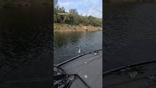 2.85lb flutter spoon at cencal elite bass open at pine flat. #bassfishing #nitroboats #fishing