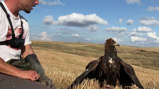 An Eagle Hunting Day At Roe Deers
