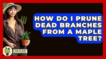 How Do I Prune Dead Branches From A Maple Tree? - The Plant Enthusiast