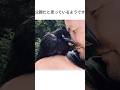 親に捨てられたカラスを連れて帰ると #動物雑学 #カラス #鳥好き