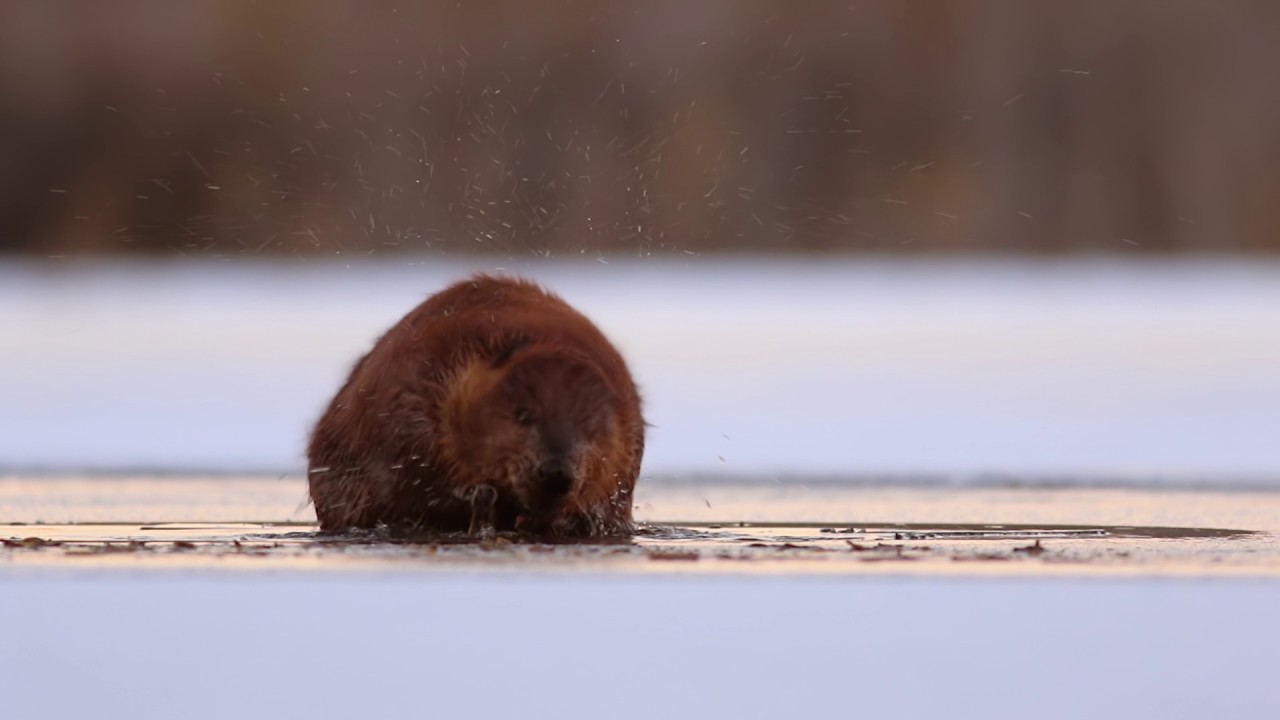 Shaky Beavers