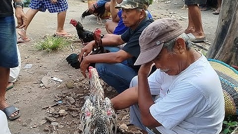 qaib thaib & qaib phab mab market | xoruz heyrati market in special region of yogyakarta indonesia