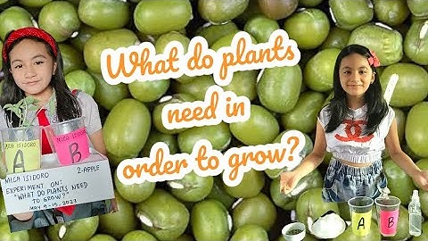 Monggo seeds experiment | What do plants need in order to grow? | Mica Isidoro