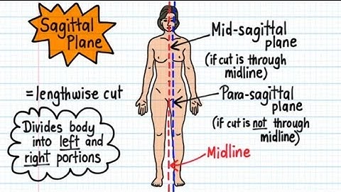Anatomical Terms - Drawn & Defined (Updated)