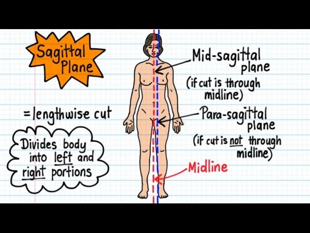 Supine Position, Anatomical Positions, Explained Practically