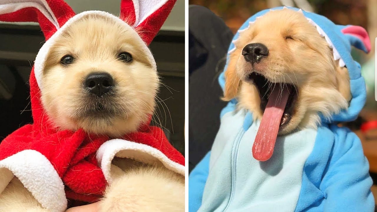 These Golden Retriever Puppies Will Brighten Your Day | Cute Puppies