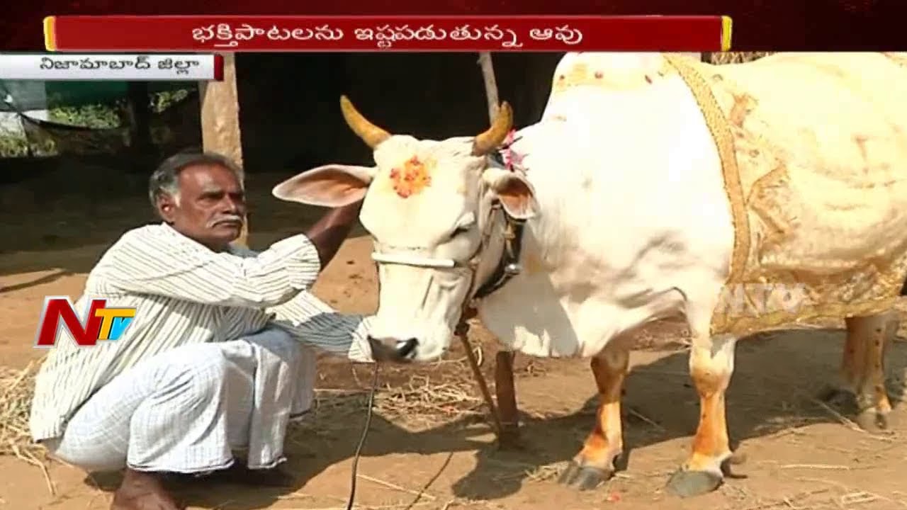 A cow who made it a daily routine by listening to the songs of the day  A cow who loves devotional songs