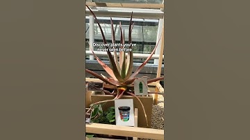 Hortus Botanicus | I amsterdam