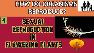 Sexual Reproduction in Flowering plants | Double Fertilization | NCERT Class 10 | Biology | Part -4