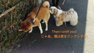 A day with Shoh ショウと一緒の1日 Part2 #shibainu,#shihtzu,#柴犬,