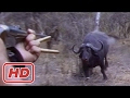THE TOP 10 TOP 10 ANIMALS ATTACK HUNTER Buffalo Lion Leopard Bear Puma Attack Hunter THE TOP 10 TOP 10 ANIMALS ATTACK HUNTER Buffalo Lion Leopard Bear Puma Attack Hunter