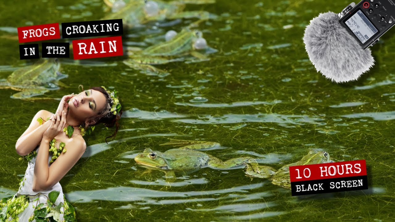 Frogs croaking in the rain 🐸 10 hours of frog sounds with black screen ...
