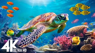 Under Red Sea 4K - Beautiful Coral Reef Fish in Aquarium, Sea Animals for Relaxation - 4K Video #105