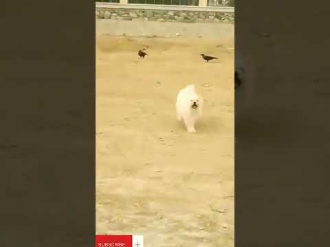 مايلو والغربان