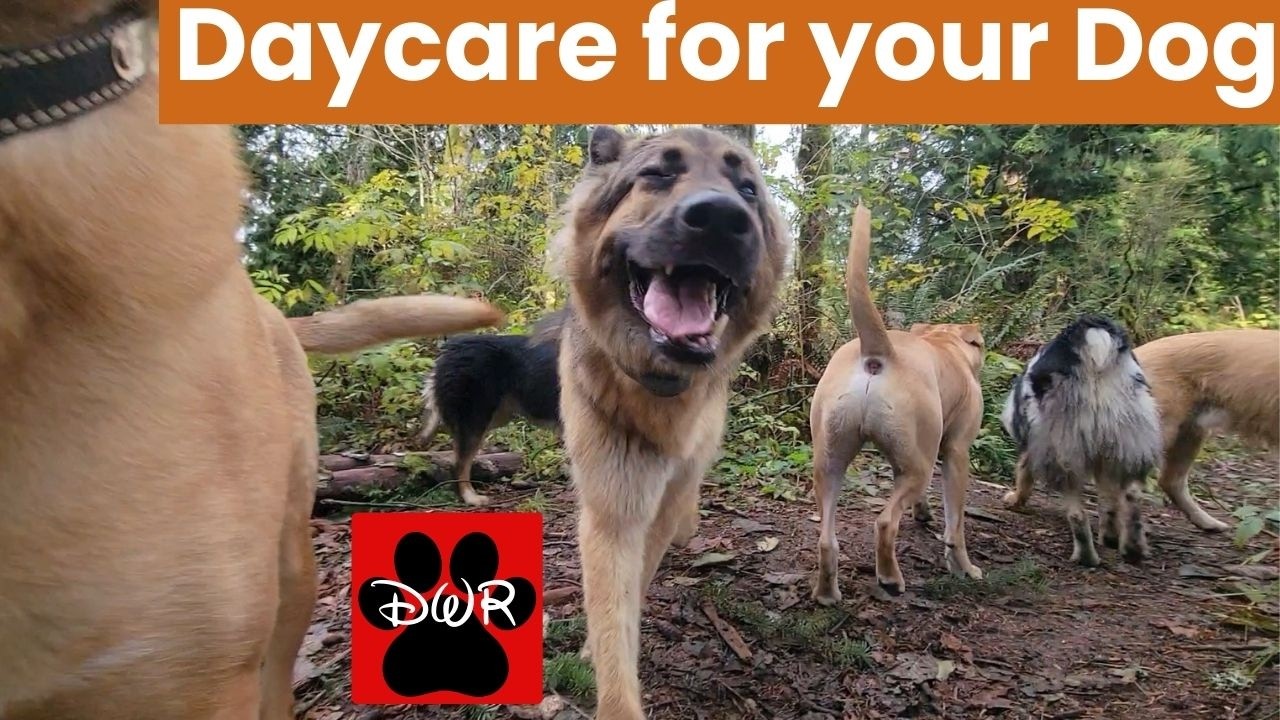 🐕‍🦺🐕❄🌲 Daycare for your dog 🐕‍🦺🐕❄🌲  Keep your dog busy while you are away or watch together 🥰❤💤