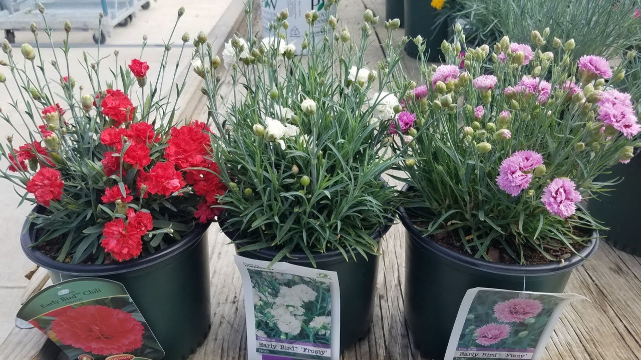 Dianthus Early Bird™ series //  'Chili', 'Frosty', 'Fizzy' (Garden Pinks)