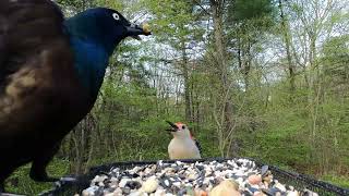 Common Grackles, Blue Jay, Red-Bellied Woodpecker