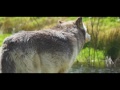How wolves change rivers  wolf watch uk