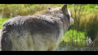 How wolves change rivers | Wolf Watch UK