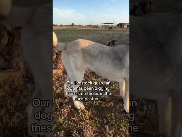 When recon cat gives orders to the livestock guardian dogs for the ultimate cover they listen.. class=