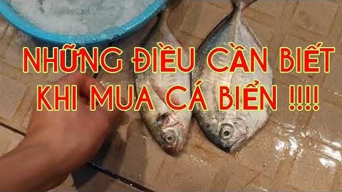 tập 42 |Các lựa cá biển " NGON , Review và giá cả 1 số loại cá biển, cá rựa, cá viễn| chợ  Bình Điền