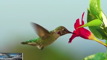أذكار الصباح بجودة عالية جدا بصوت القارئ هزاع البلوشي