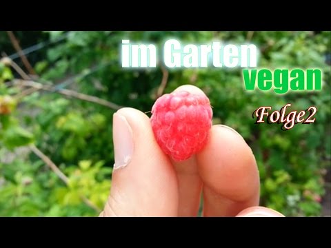 Im Garten Vegan Folge Bbq Steaks Brownies Vegan-11-08-2015