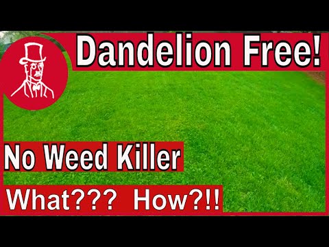 How to Get Rid of Dandelions Without Weed Killer - Dandelion Free Lawn
