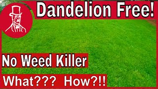 How to Get Rid of Dandelions Without Weed Killer - Dandelion Free Lawn