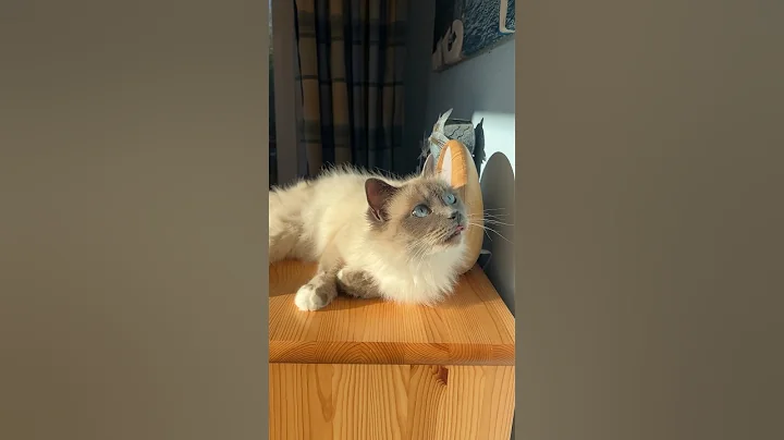 Watch the video about 💕🌸Heilige Birma Blue Point #cats #kitten #shorts #viral #cat #cute #catlover #birman #breed