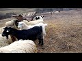 Un video cu unele pasari si animale
