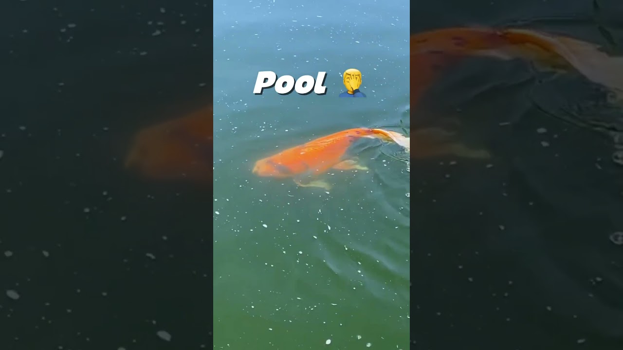 100 тысяч карпов кои в бассейне! 🤯🐟💰