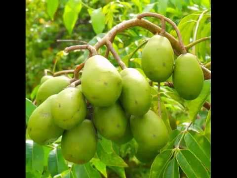 Ambarella Fruit & its health Benefits
