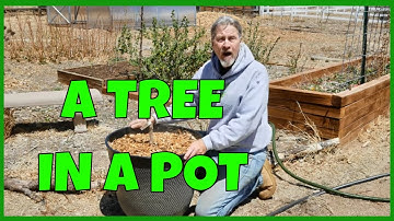 Grow Apple Trees in Pots (Columnar Apples)