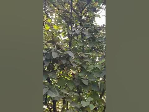 Айва и домашние животные )) Ингушетия . Троицк - YouTube