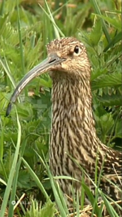 American woodcock😱🤯The slowest flying bird in the world #shorts #woodcock #animals #trending
