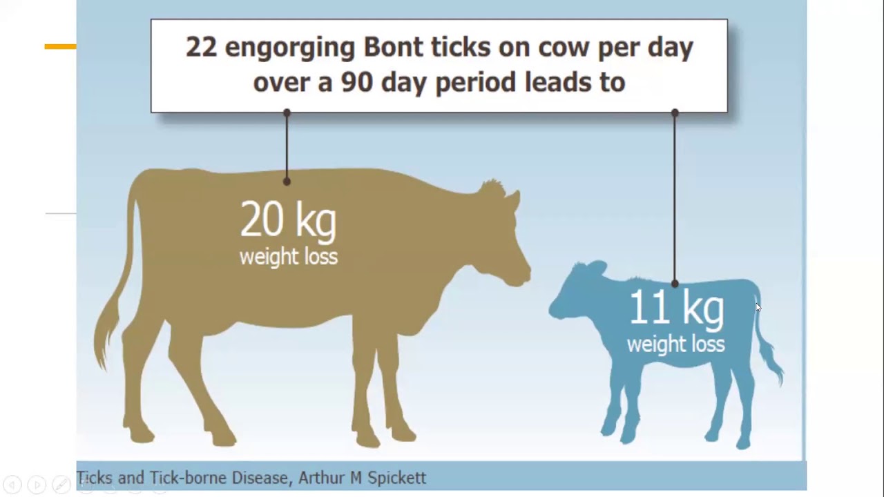 beef fattening business plan