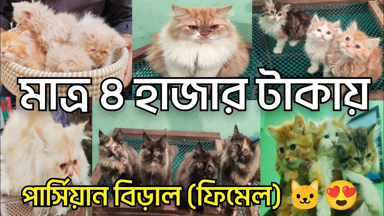 মাত্র ৪ হাজার টাকায় পার্সিয়ান বিড়াল (ফিমেল) 🐱😍 || Bangladesh cat market || mirpur 1 cat market 