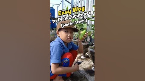 Easy Way to Pick Cucumber (Son in Action) #shorts #shortvideo #cucumber #viral