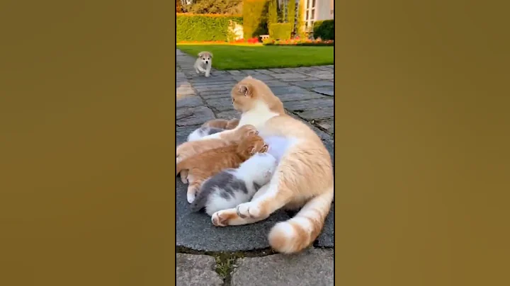 Video 11395341: cat funny pets dog, cat dog pets cute