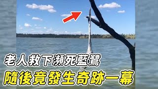 藍鷺被魚線掛脖吊在樹上，生死時刻被好心老人救下，隨後鏡頭記錄神奇一幕！