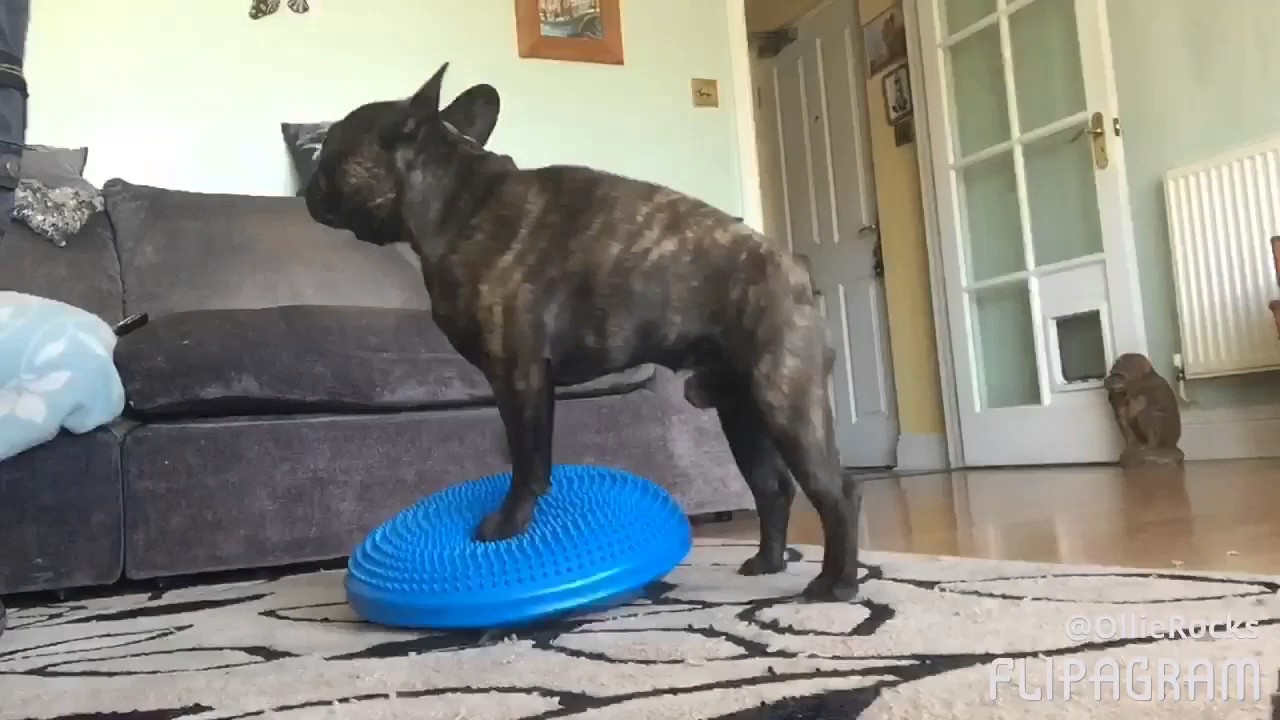  Fitpaws teaching pivot on a balance cushion