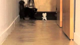 Эти удивительные смешные кошки funny cat №1 Смешные приколы с кошками1 Эти удивительные смешные кошки funny cat №1 Смешные приколы с кошками1