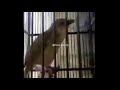 Suara Ciblek Gacor Ngebren Dan Nembak Cocok Untuk Burung Masteran Mp3 - Mp4 Download