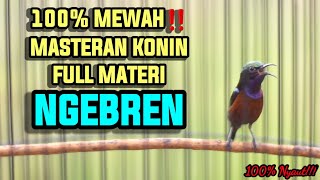 KOLIBRI NINJA GACOR FULL TEMBAKAN NGEBREN 100% AMPUH BUAT MASTERAN KONIN LOMBA