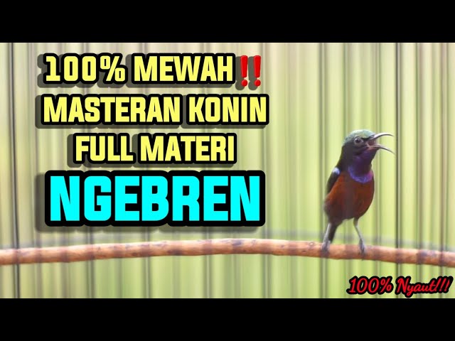 KOLIBRI NINJA GACOR FULL TEMBAKAN NGEBREN 100% AMPUH BUAT MASTERAN KONIN LOMBA class=