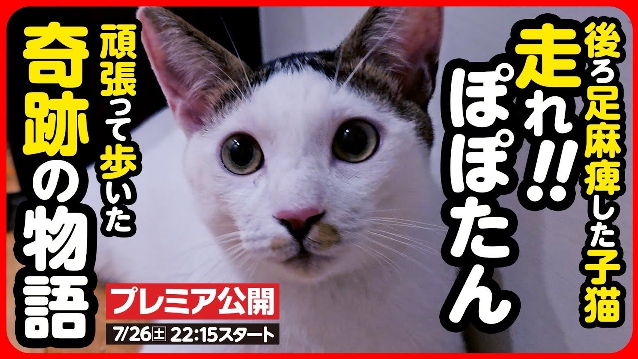 【子猫 保護】後ろ足が麻痺した子猫が歩けるようになりました！【続編】