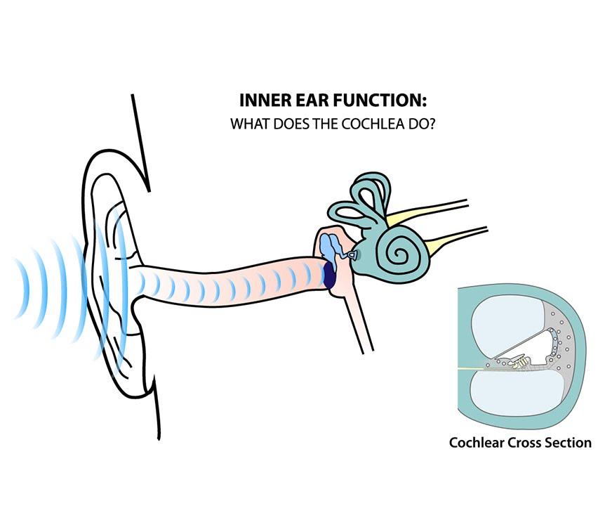 Hearing and Cochlear Trafficking Research