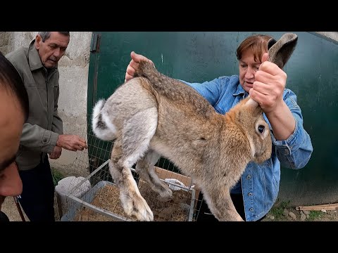 Возмещаю ущерб соседям. Отплачиваюсь за проделки Волка !!! Охотники пришли к Волку Аяврику. Кролик