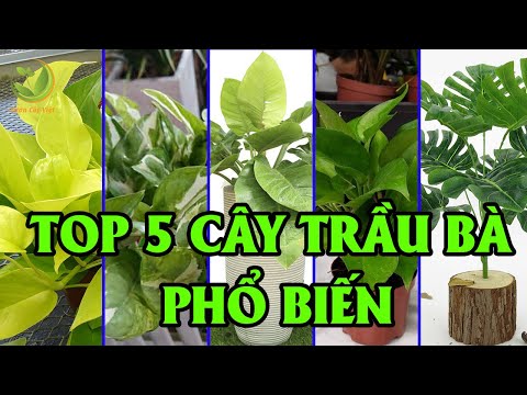 Top 5 Loại Cây Trầu Bà Phổ Biến Nhất Hiện Nay | Vườn Cây Việt